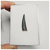 T167 - Top Rare Ornithocheirid Pterosaur Tooth - Lower Cretaceous - Elrhaz Fm