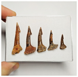 T184 - Set of 5 Nicely Preserved Onchopristis numidus Sawfish Rostral Teeth Upper Cretaceous KemKem