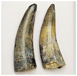 T217- Set of 2 Sarcosuchus imperator Crocodile Teeth Lower Cretaceous Elrhaz Fm