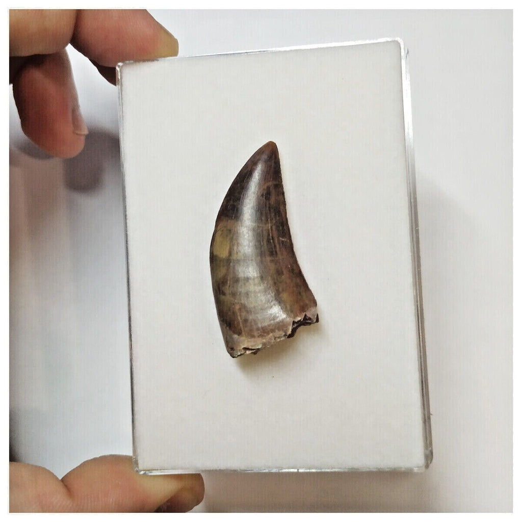 W3 - Rare Eocarcharia dinops Dinosaur Tooth - Cretaceous Elrhaz Fm Tenere Desert