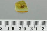 J52 - SPIDER Araneae Fossil Inclusion Genuine BALTIC AMBER + HQ Picture