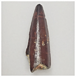 T112 - Finest Grade 1.69'' Red Spinosaurus Dinosaur Tooth Cretaceous KemKem Beds