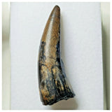 S20 - Sarcosuchus imperator Crocodile Tooth - Cretaceous Elrhaz Fm Tenere Desert