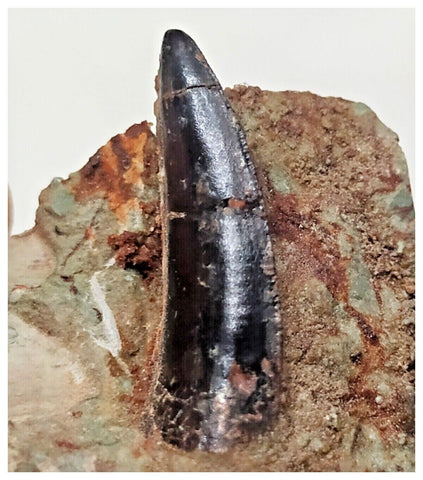 F25 - Rare 0.90'' Black Abelisaurid Dinosaur Tooth in Matrix Upper Cretaceous Talsint