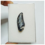 JS15 - Rare Afrovenator abakensis Megalosaurid Dinosaur Tooth Jurassic Tiouraren Fm