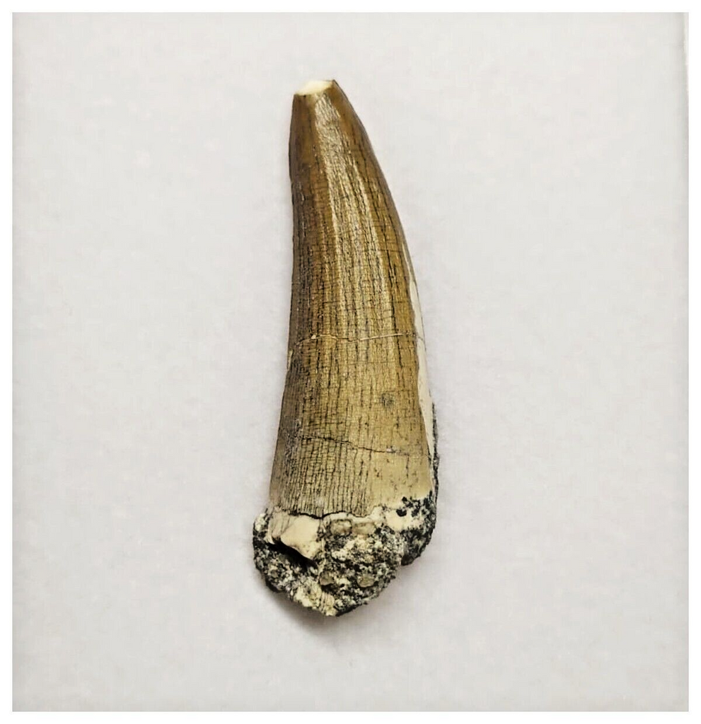T21 - Rare Suchomimus tenerensis Dinosaur Tooth Lower Cretaceous Elrhaz Fm