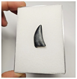 T10 - Rare Eocarcharia dinops Dinosaur Tooth - Cretaceous Elrhaz Fm Tenere Desert