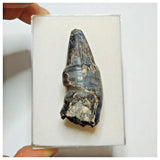 JS28 - Top Rare Pathologically Deformed Sarcosuchus Crocodile Tooth Cretaceous Elrhaz Fm