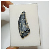 JS7 - Rare Afrovenator abakensis Megalosaurid Dinosaur Tooth Jurassic Tiouraren Fm