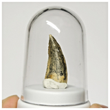 SJ313 - Finest Grade 0.78'' Abelisaurid Dinosaur Tooth Upper Cretaceous KemKem