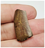 T18 - Kryptops palaios Abelisaurid Theropod Dinosaur Tooth Cretaceous Elrhaz Fm