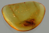 J47 - FUNGUS GNAT Mycetophilidae Fossil Inclusion Genuine BALTIC AMBER + HQ Picture