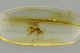 J53 - Great WASP Hymenoptera Fossil Inclusion Genuine BALTIC AMBER + HQ Picture