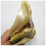 T118 - Finest Quality Serrated 4.29'' Megalodon Tooth in Matrix Indonesia Location