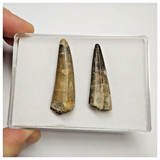 T230 - Set of 2 Sarcosuchus imperator Crocodile Teeth Lower Cretaceous Elrhaz Fm