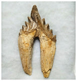 G51 - Top Rare Huge 13.2cm Basilosaurus (Whale Ancestor) Molar Rooted Tooth
