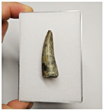 T249 - Rare Suchomimus tenerensis Dinosaur Tooth Lower Cretaceous Elrhaz Fm