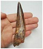 T55- Amazing Black 4.01 Inch Spinosaurus Dinosaur Tooth - Cretaceous KemKem Beds