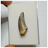 JS23 - Unique Undescribed Basal Spinosaurid Dinosaur Tooth Jurassic Tiouraren Fm