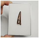 T170 - Nicely Preserved Pterosaur (Coloborhynchus) Tooth Cretaceous KemKem Beds