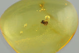 J48 - Superb Micro Dolichopodidae ATLATLIA Fossil Fossil BALTIC AMBER + HQ Picture