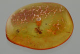 J54 - Nice BITING MIDGE Ceratopogonidae Fossil Genuine BALTIC AMBER + HQ Picture