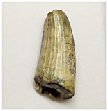 T25 - Rare Suchomimus tenerensis Dinosaur Tooth Lower Cretaceous Elrhaz Fm