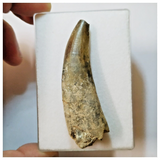 H36 - Rooted Suchomimus tenerensis Dinosaur Tooth Lower Cretaceous Elrhaz Fm