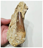 G46 - Great 2.36'' Spinosaurus Dinosaur Tooth in Matrix Upper Cretaceous KemKem