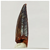 R3 - Finest Grade 0.82 Inch Abelisaurid Dinosaur Tooth Upper Cretaceous KemKem