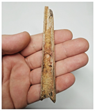 T268 - Exceedingly Rare 4.09'' Cretaceous Azhdarchid Pterosaur Dentary Bone KemKem