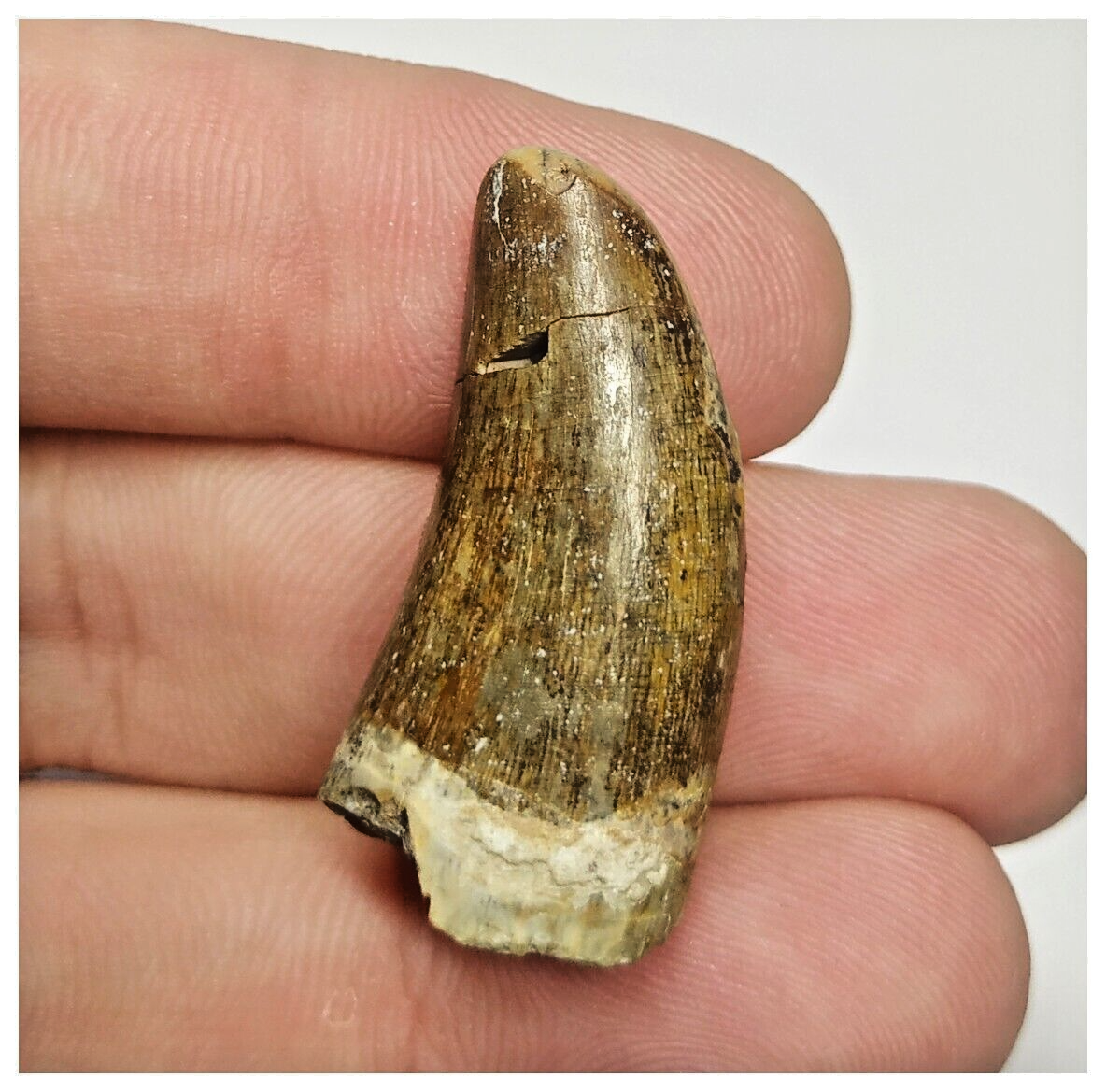 JS152 - Rare Eocarcharia dinops Dinosaur Tooth Cretaceous Elrhaz Fm Te ...