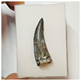 W6 - Rare Suchomimus tenerensis Dinosaur Tooth Lower Cretaceous Elrhaz Fm