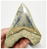 T128 - Finest Quality Serrated 4.40'' Megalodon Tooth from Rare Indonesia Location
