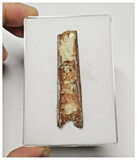 T271 - Exceedingly Rare 2.40'' Cretaceous Azhdarchid Pterosaur Dentary Bone KemKem