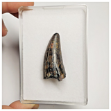 T213- Rare Eocarcharia dinops Dinosaur Tooth Cretaceous Elrhaz Fm Tenere Desert