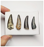 T39 - Set of 4 Suchomimus tenerensis Dinosaur Teeth Lower Cretaceous Elrhaz Fm