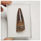 T206 - Finest Grade 1.92'' Red Spinosaurus Dinosaur Tooth Cretaceous KemKem Beds