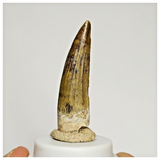 S40 - Finest Grade Suchomimus tenerensis Dinosaur Tooth Lower Cretaceous Elrhaz Fm