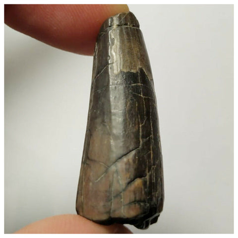 N24- Rare 1.37'' Suchomimus tenerensis Dinosaur Tooth Lower Cretaceous Erlhaz Fm(143972453714)