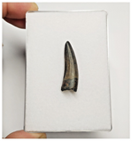 T178 - Rare Suchomimus tenerensis Dinosaur Tooth Lower Cretaceous Elrhaz Fm