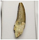 T16 - Rare Suchomimus tenerensis Dinosaur Tooth Lower Cretaceous Elrhaz Fm