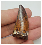 T67 - Gem Grade Orange Carcharodontosaurus Dinosaur Tooth - Cretaceous KemKem