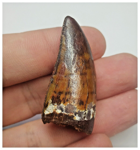 T67 - Gem Grade Orange Carcharodontosaurus Dinosaur Tooth - Cretaceous KemKem