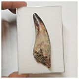 W10- Top Rare Unidentified Theropod Dinosaur Tooth - Cretaceous Elrhaz Fm Tenere Desert
