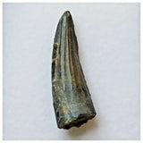 S43 - Exceedingly Rare Suchomimus tenerensis Dinosaur Tooth - Elrhaz Fm - Niger