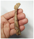 T261 - Top Rare 3.46 Inch Cretaceous Azhdarchid Pterosaur Metacarpal Bone KemKem