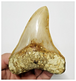 T131 - Finest Serrated 3.93'' Megalodon Tooth from Rare Indonesia Location