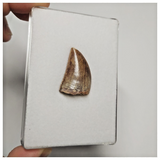 T199 - Finest Grade Carcharodontosaurus Dinosaur Tooth - Cretaceous KemKem Beds