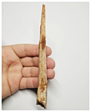 T145 - Rare 5.78'' Alanqa saharica Cretaceous Azhdarchid Pterosaur Dentary Bone